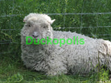 Babydoll Sheep