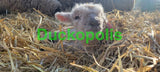 Babydoll Sheep