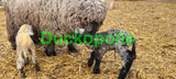 Babydoll Sheep