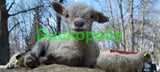 Babydoll Sheep