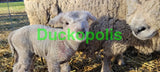 Babydoll Sheep