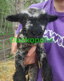 Babydoll Sheep