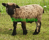 Babydoll Sheep