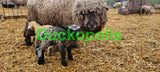Babydoll Sheep