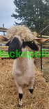 Valais Blacknose Sheep