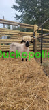 Valais Blacknose Sheep