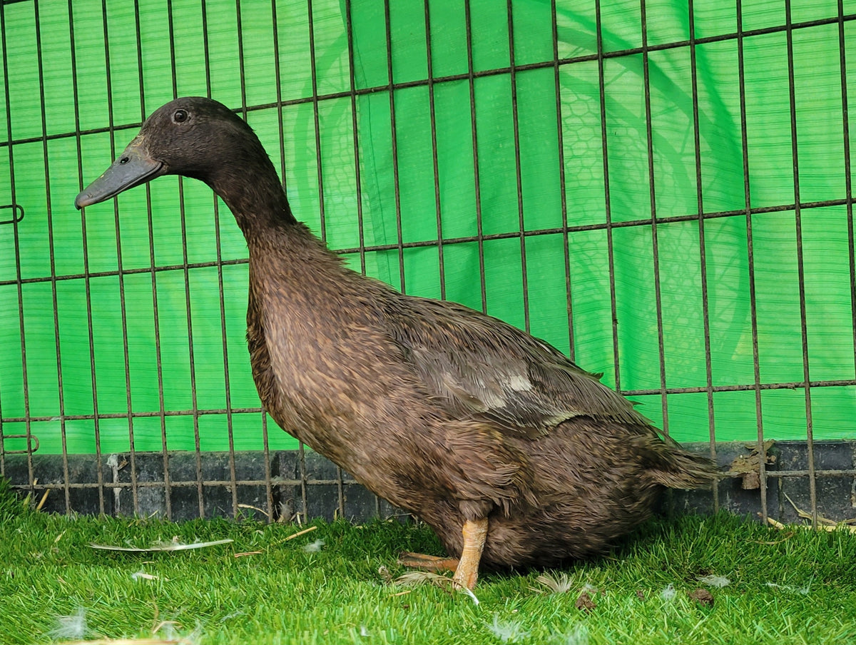 Khaki Campbell Ducks – Duckopolis