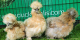 Assorted Silkie Chicks