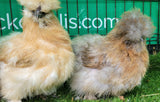 Mixed Colour Silkie Hens