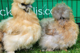 Mixed Colour Silkie Hens