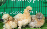 Mixed Colour Silkie Roosters