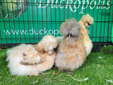 Mixed Colour Silkie Roosters