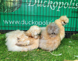 Mixed Colour Silkie Roosters