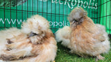 Mixed Colour Silkie Roosters