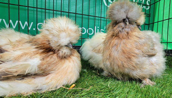 Mixed Colour Silkie Roosters