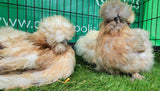 Mixed Colour Silkie Roosters