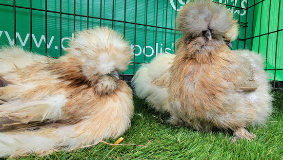 Mixed Colour Silkie Hens