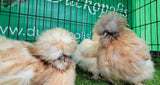 Mixed Colour Silkie Roosters