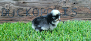 White Crested Black Polish Chicks