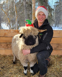 Valais Blacknose Sheep