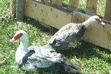 Assorted Muscovy Ducklings