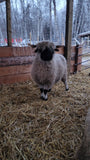 Valais Blacknose Sheep