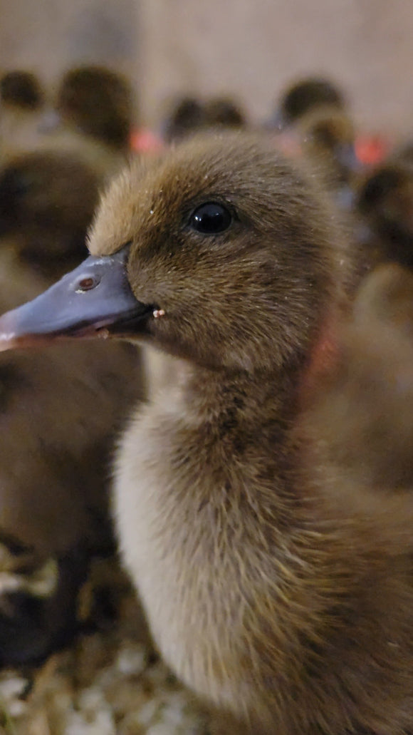 Khaki Campbell Ducks