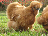 Mixed Colour Silkie Roosters