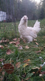 Easter Egger Roosters