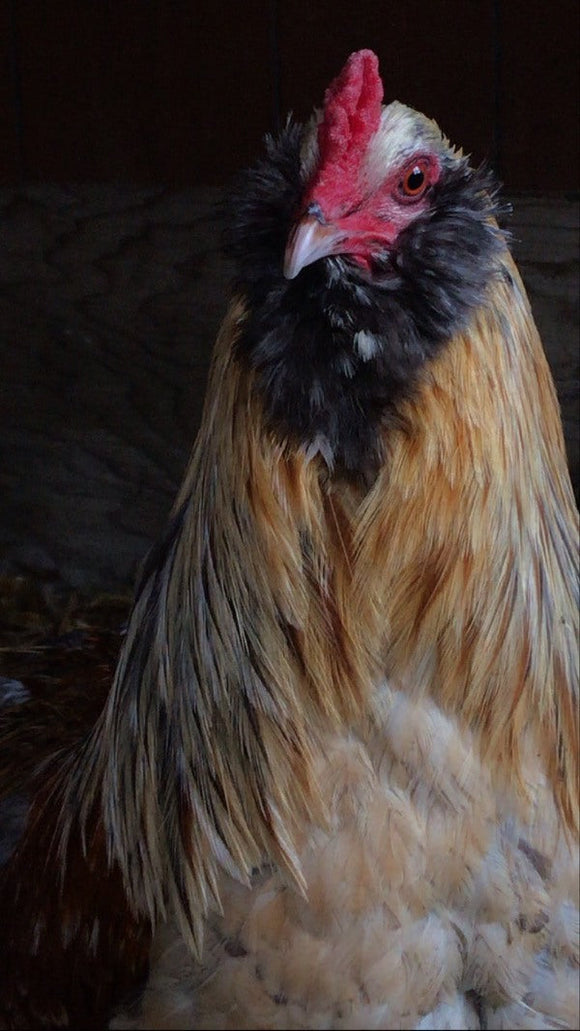 Easter Egger Roosters