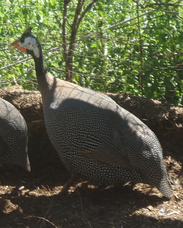 Slaughter Ready Guinea Fowl