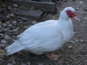 Slaughter Ready Duck- Muscovy