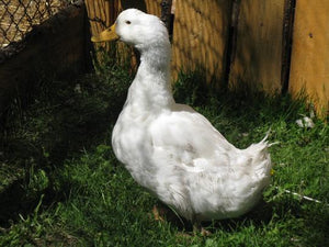 Slaughter Ready Duck- Medium