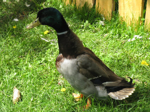 Rouen Hens