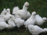 Mixed Colour Silkie Hens