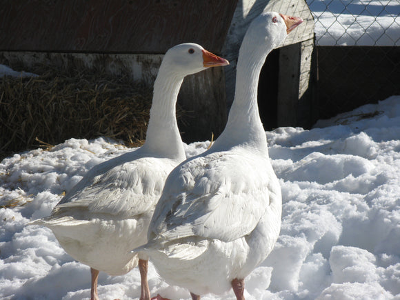 Embden Hen