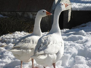 Slaughter Ready Goose- Large