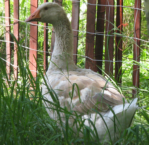 American Buff Goslings