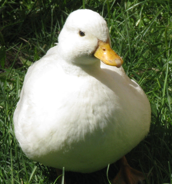 White Call Drakes