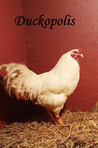 Slaughter Ready Chicken- Medium