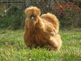Mixed Colour Silkie Hens