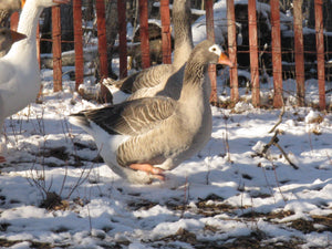 Pilgrim Goslings